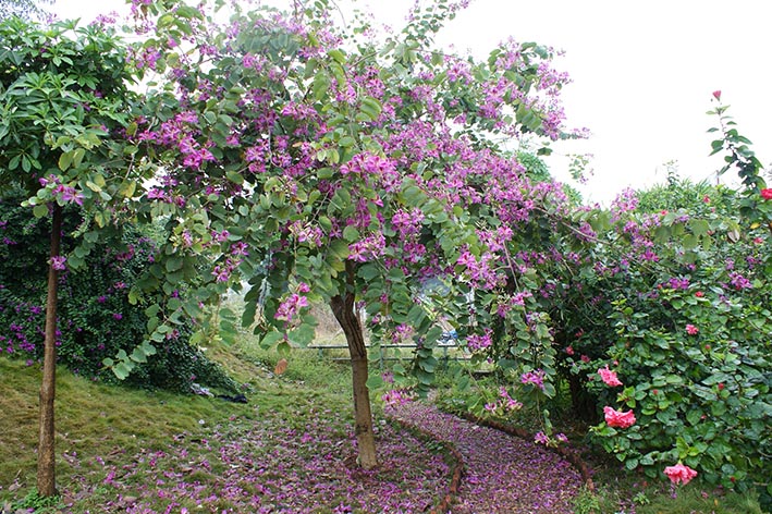 红花洋紫荆