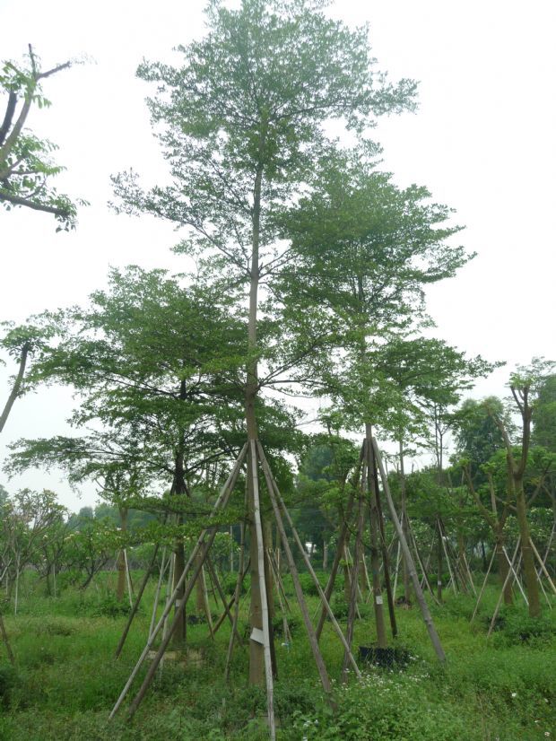 细叶榄仁